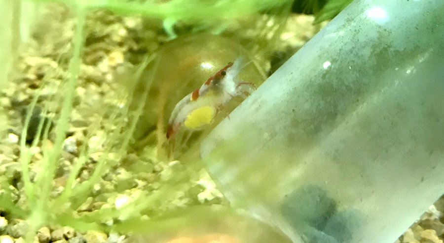 メダカ飼育のコツを教えます Sweet Home