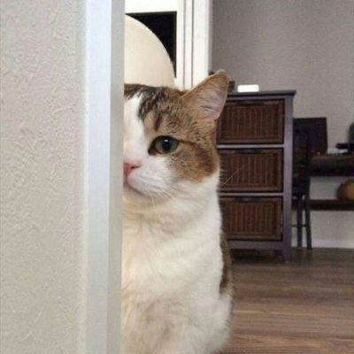 แจยอนเป็นแมวรึเปล่า แจยอนเหมือนแมวมากรึเปล่า