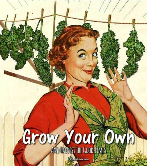 AMAECU's tweet photo. Que se pueda consumir alcohol o tabaco, y no marihuana, no responde necesariamente a un razonamiento de salud pública, sino que se sujeta más a 1 cuestión cultura#YoUso

@CannabicoEc
@canna_warmi
@MucaEc
@SIRIGOCHA
@MundialEc
@CooproAnanda
@cannabis_ecu

Gabicornio @Gabicornio21 https://t.co/xJIbMqtt1L