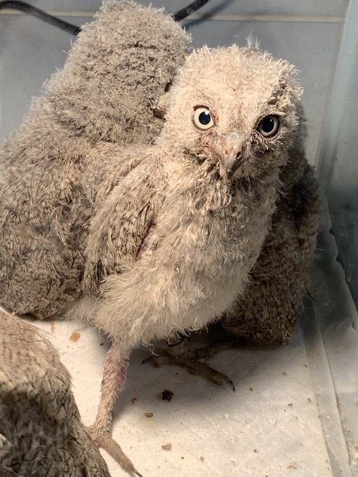 Rickymstaffさんのイラスト一覧