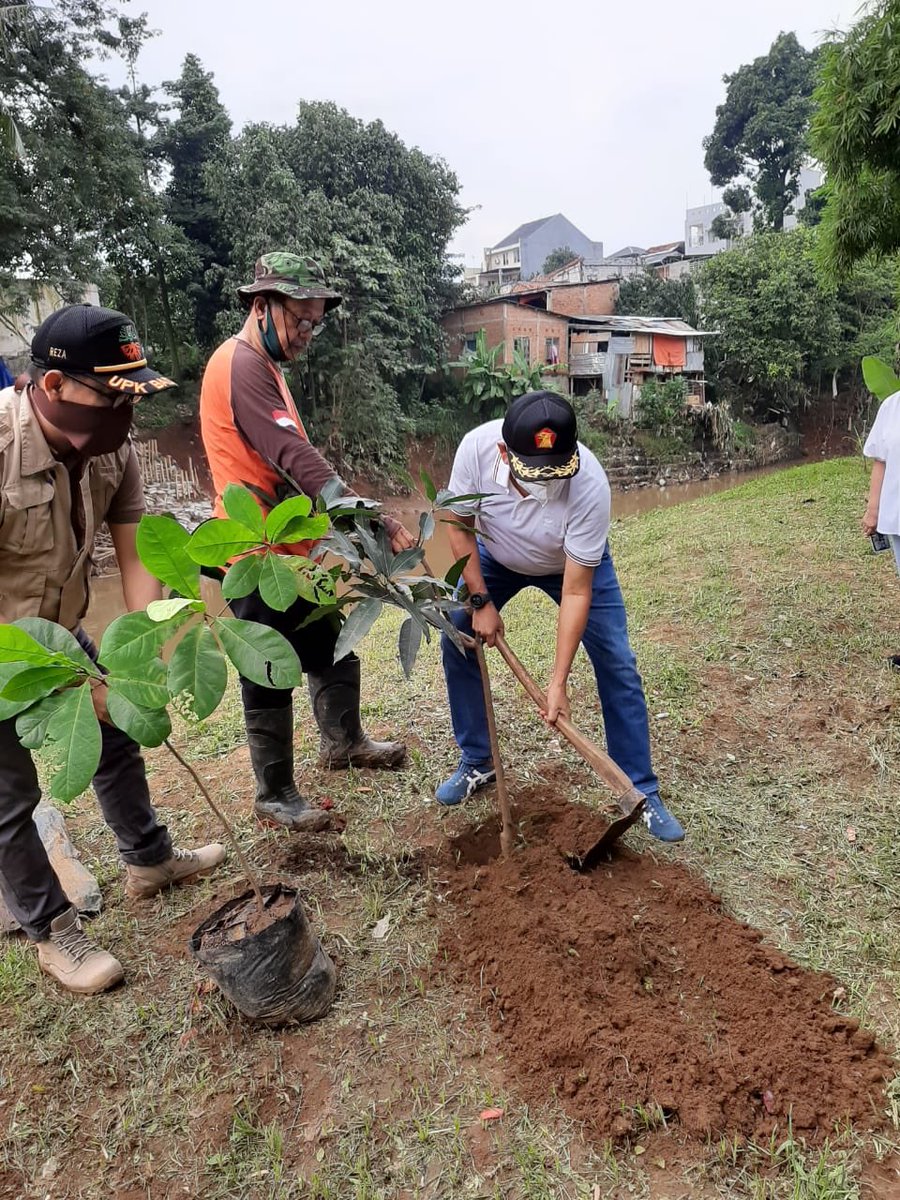 Tanam pohon dipinggir ciliwung
