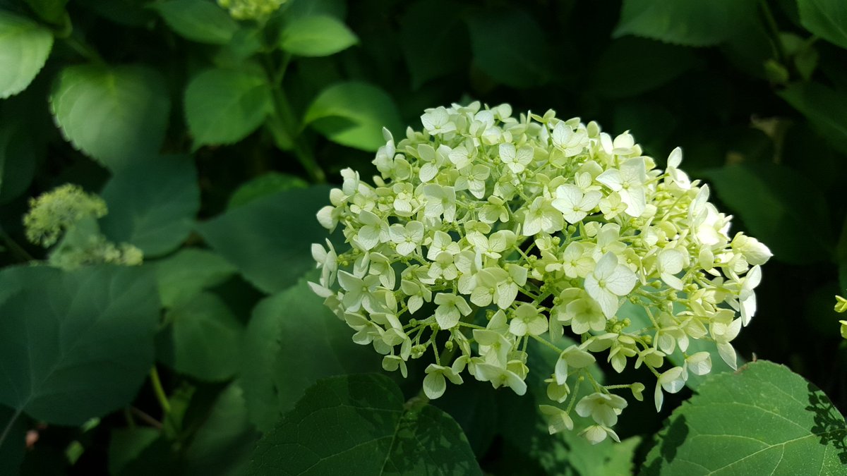 雪野きつね على تويتر 六月になったから スマホの壁紙変えたいけど やっぱり紫陽花かな