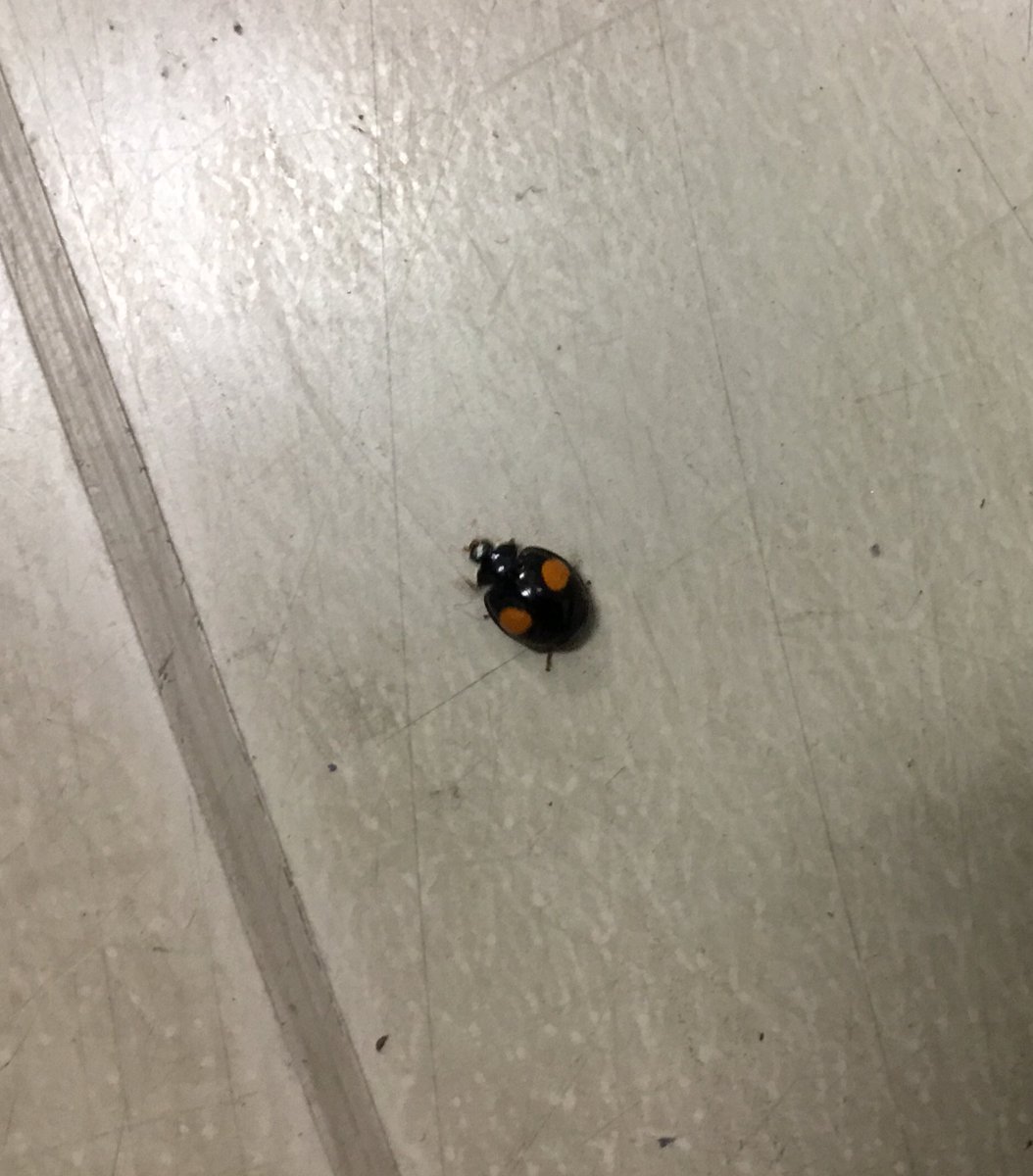 ニホシテントウ ニホシテントウ
