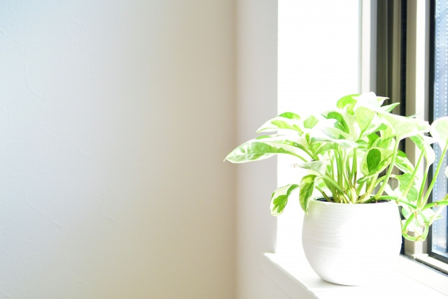 Mamagirl ママガール 100均 で買える 風水的にもok トイレに置くべき観葉植物5選 南西の方角に置くと良いポトス 消臭効果ありのサンスベリア 金運アップの木 パキラ 縁起が良いといわれるアイビー 開運を運ぶガジュマル Mamagirl