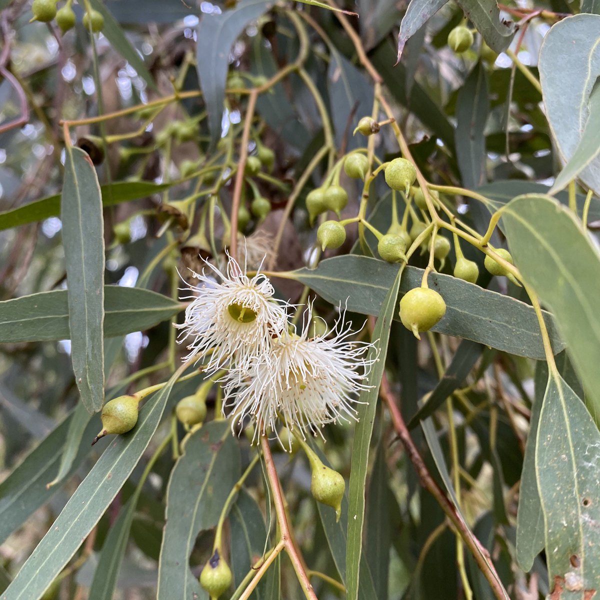 The hop goodenia, correas, casuarinas, & many eucalypts are flowering. Words are more than just words: they shape our understanding. I‘ve made a conscious effort to stop applying European seasonal names to this continent; I’d urge other non-Indigenous people here to do the same.