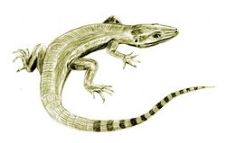 That last common mother of all of us looked a little like this... She was an Amniote - a lizard-like creature that had evolved on a different path than the amphibians with an evolved trick of laying eggs out of water.