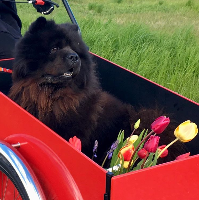 With friends and flowers.

Bjoerne Bamse Hunden