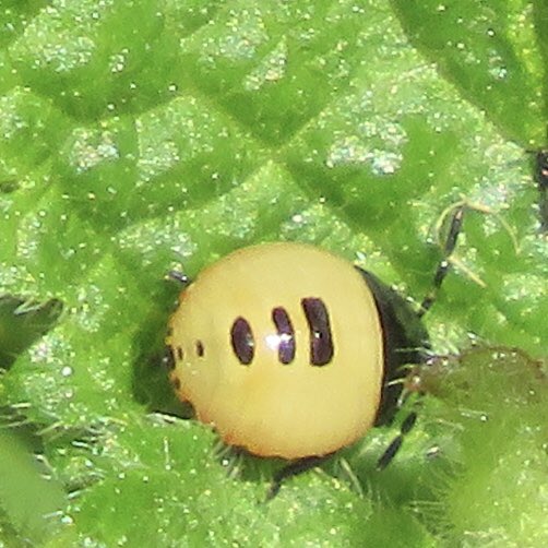 in_solent's tweet photo. Pied Shieldbug nymphs including final instar, Brassica and Rhopalus subrufus?! In Gosport during May. @TheAlverValley #shieldbug #alvervalley #monkswalk #rhopalid #bugs #shieldbugs https://t.co/kNdxzqpXez
