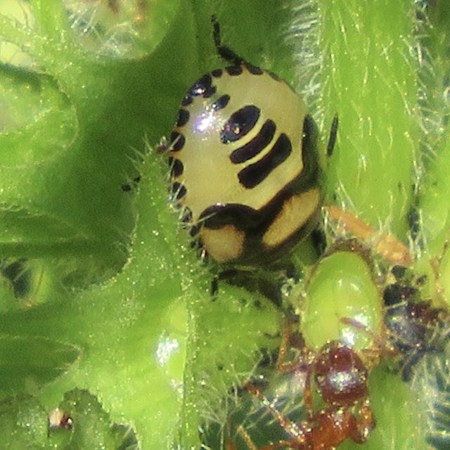 in_solent's tweet photo. Pied Shieldbug nymphs including final instar, Brassica and Rhopalus subrufus?! In Gosport during May. @TheAlverValley #shieldbug #alvervalley #monkswalk #rhopalid #bugs #shieldbugs https://t.co/kNdxzqpXez