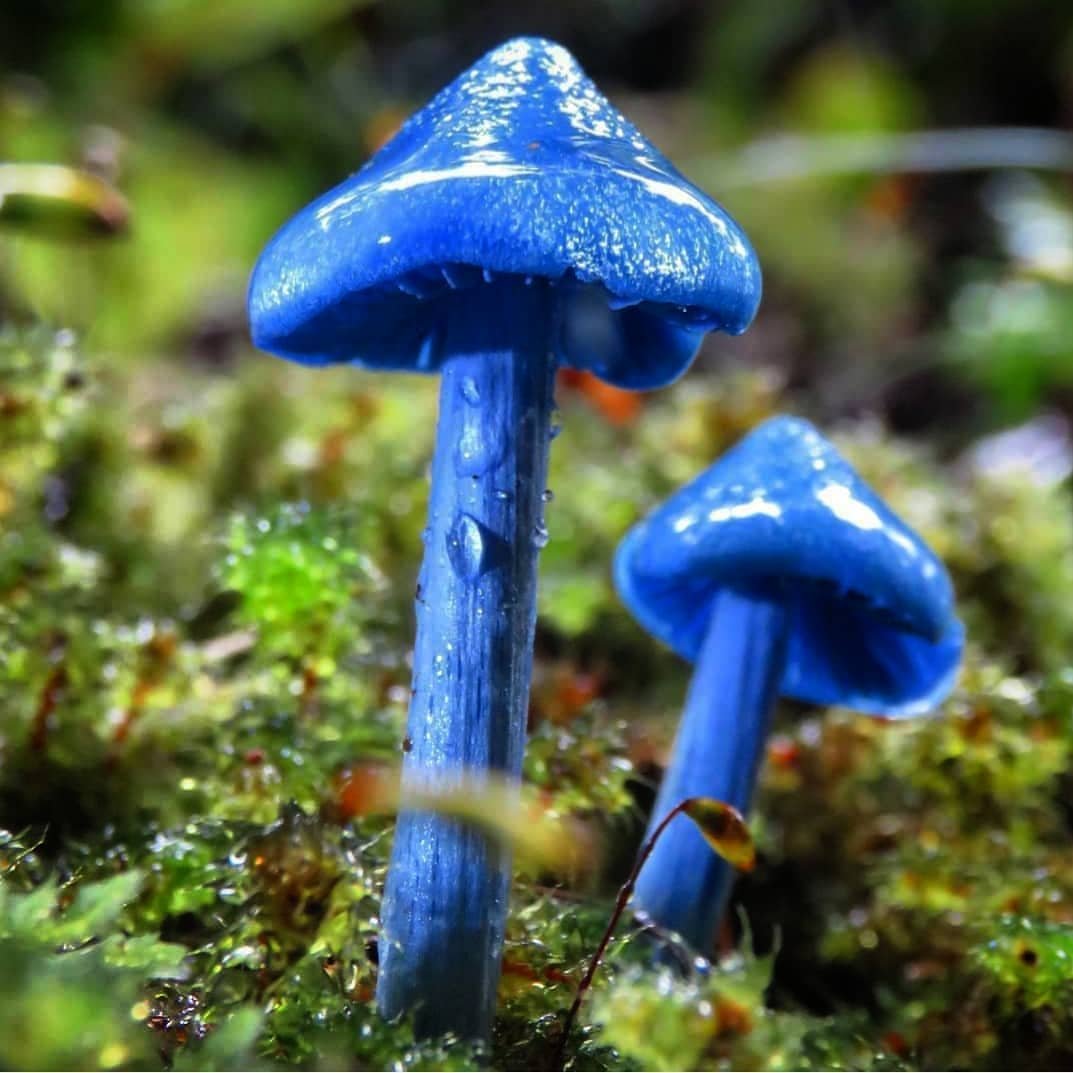 Синяя Энтолома Entoloma hochstetteri
