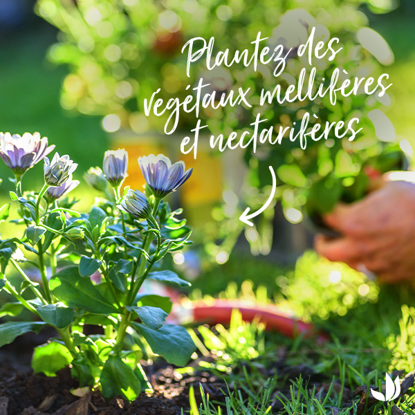Truffaut's tweet image. Truffaut s'engage pour la biodiversité et vous accompagne pour protéger les abeilles 🐝 Du 12 au 28 juin, retrouvez nos conseils et dites #OuiAuxAbeilles ! 👉 bit.ly/OuiAuxAbeilles…