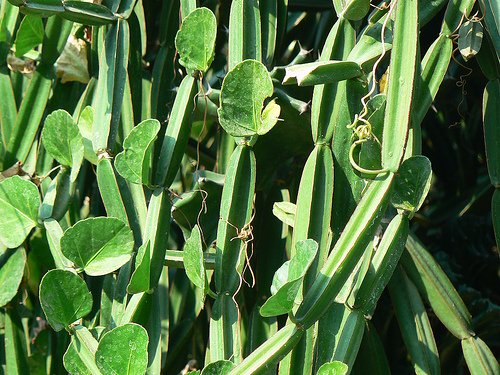 novenyek's tweet photo. Mesés virágok a trópusokról - Cissus quadrangularis (Négyélű pozsgás kúszoka) https://t.co/RznqYiRWG8 #növény #mag #gumó #paradicsom #paprika #tök #bab #uborka #dinnye #egzotikus #trópusi #különleges https://t.co/nSlGJXEJEu