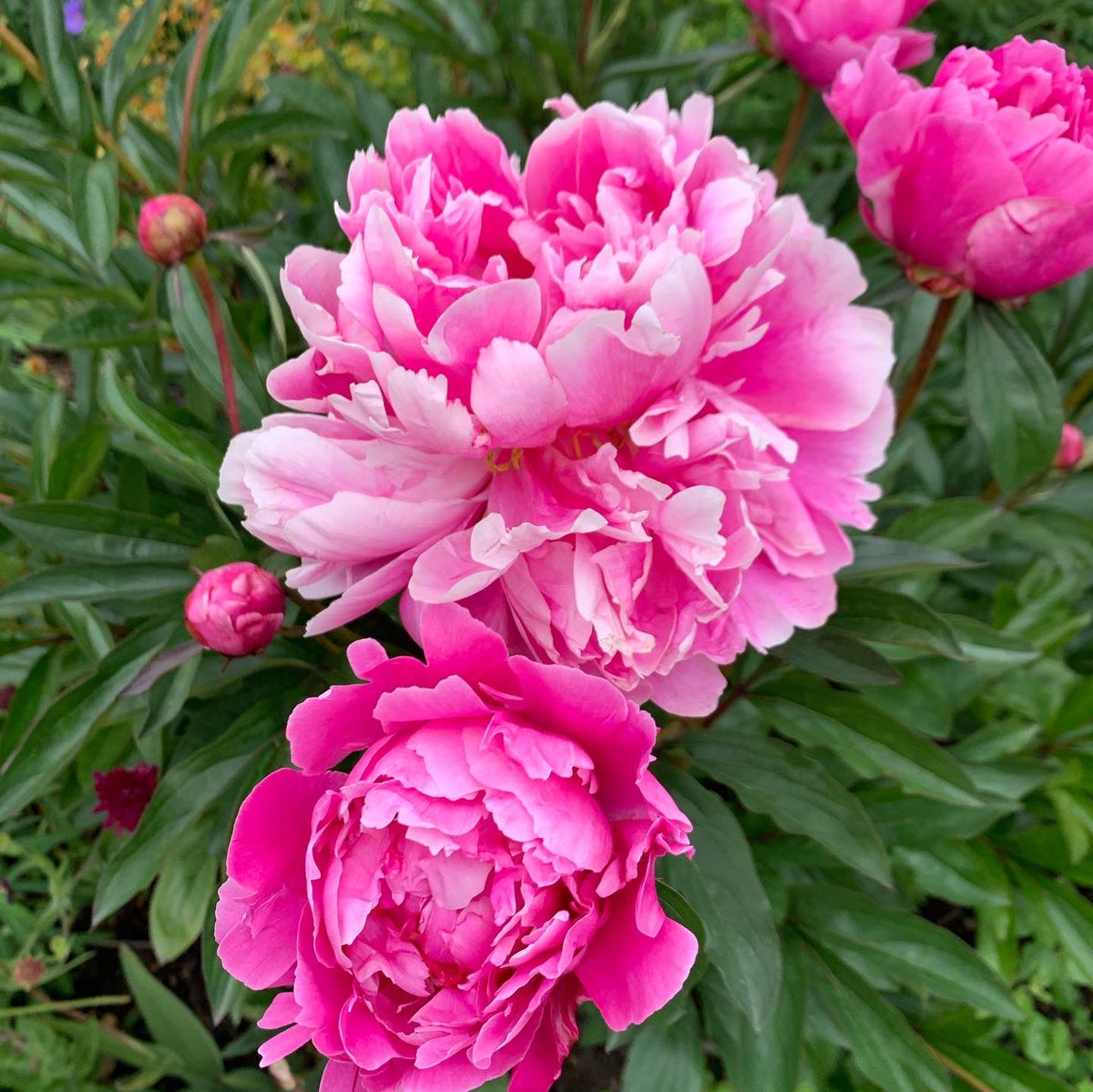 In full pomp! With their riotous large heads of flourishing petals, #peonies make an impressive impact with a real sense of occasion. #prettyinpink #petals #petalperfection #flowerpower #beautiful #blooms #floralperfection #homegrownflowers #mygarden #countrygarden