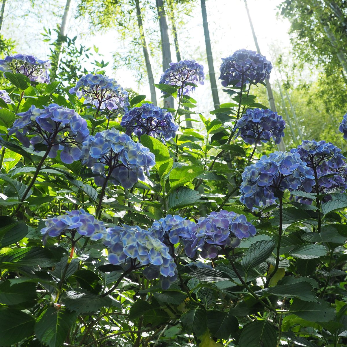 よういち Proud Of Boxer あじさい寺 色付き途中の七変化 まだ黄緑の若い花が多いです あじさい寺 極楽寺 森町 一宮 もりまち花巡り 遠州の小京都 小京都 遠州森町 曹洞宗実谷山極楽寺 437 13 静岡県周智郡森町一宮5709 Tel 0538