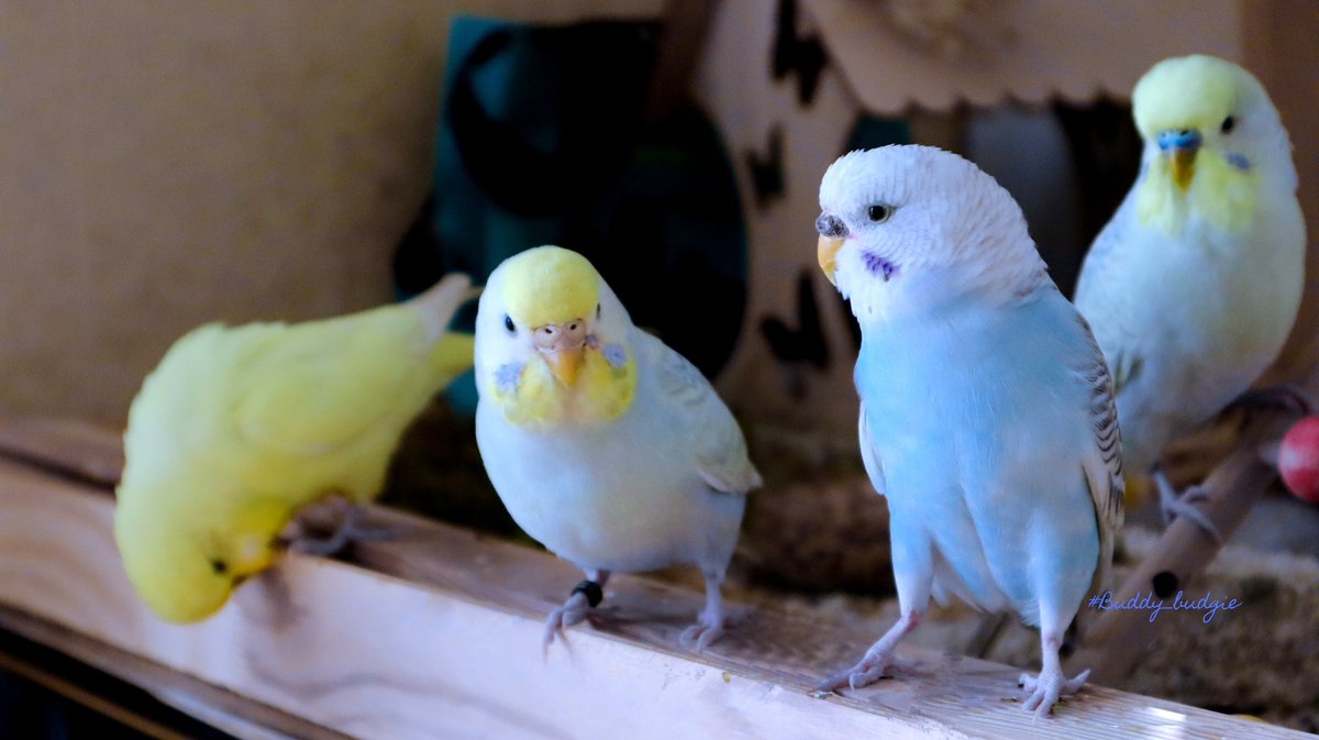 The Four Musketeers 🙈🙊🙈🙈

#buddy_budgie #simba_bird #pets_of_instagram #my_loving_pet #ilovemypet #cutie