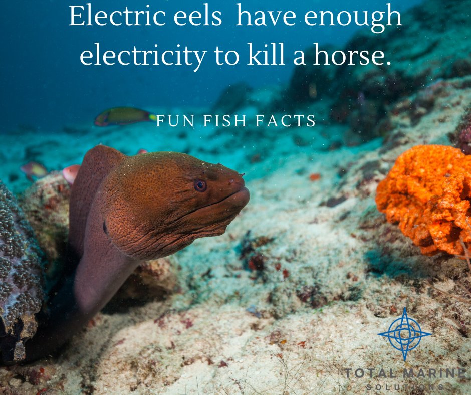 tmsfla's tweet image. It's #WorldOceansDay, a time to honor the marine world that connects us all. Here's a fun fish fact. We will provide more throughout the month. #funfishfacts