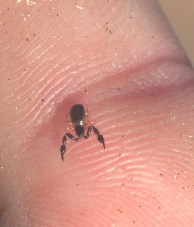 WeAreWilderness's tweet photo. #DidYouKnow Pseudoscorpions, commonly known as false or book scorpions. Belong to the Arachanida class and, as the name suggests, are like scorpions but without a stinger on their back end. Image by Michael Amchab #WeAreWilderness #PowerOfSmallThings #Namibia #SerraCafema https://t.co/Ax2iIhbafc