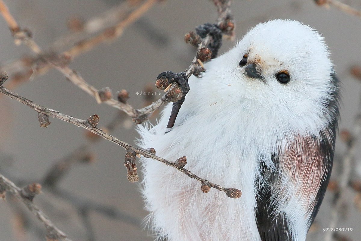 ぼく、シマエナガ。 (@daily_simaenaga) on Twitter photo 