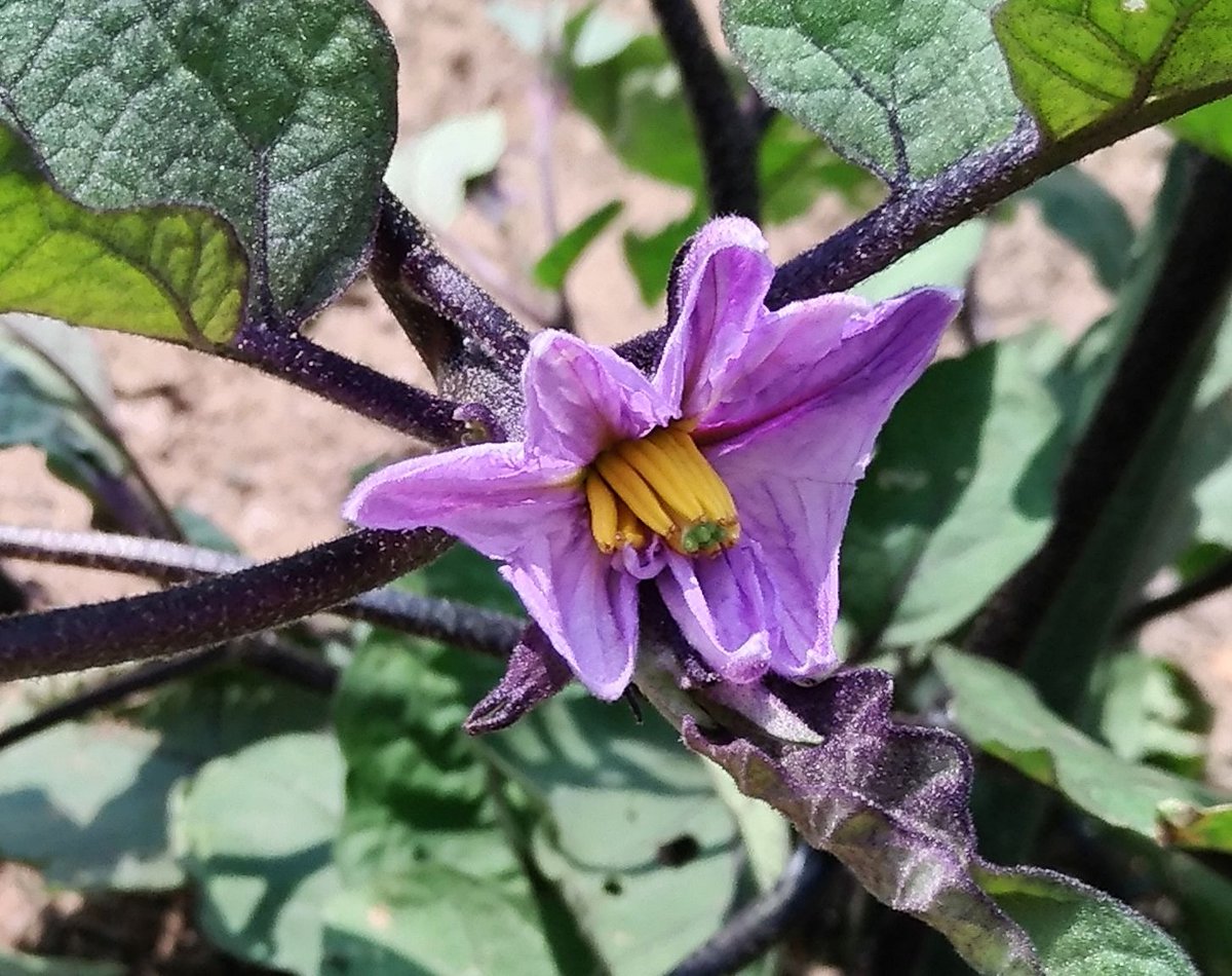 こころんグリーン 知人宅の庭の畑に ナスの花が咲いていました これから しっかりした実が生ることでしょう 日当たりが良く 手入れが行き届いています ナス ナスの花 実 畑 日当たり 初夏 初夏の花 園芸 ガーデニング 熊本 熊本市中央区