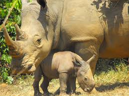 LdnUganda's tweet photo. Exciting news just to hand!
The Board of Rhino Fund Uganda has approved the partial reopening of the Sanctuary under the strict guidelines of the Government COVID-19 protocols #RhinoFundUganda
#savetherhino #uganda🇺🇬 #savetherhinointernational #zoosvictoria https://t.co/Dd0GrRN4CM