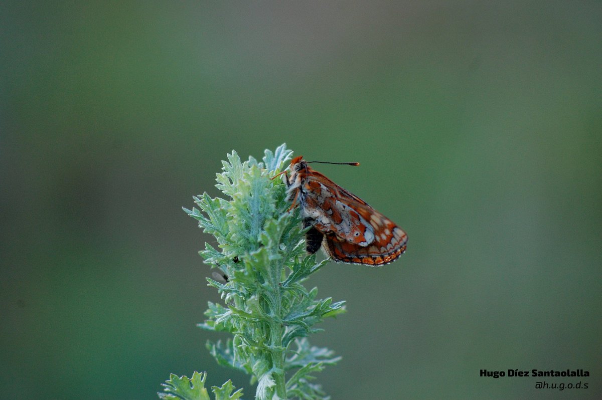 Hugoinnatura's tweet photo. Preciosos insectos, polinizadores y portadores de biodiversidad. Si no me equivoco, este #lepidoptero es Euphydryas aurina de la familia Nymphalidae, encontrado en #Guadarrama 🦋🌳@PN_Guadarrama
@DrBioblogo @Jhonatan_xpp @jonatasbiologia @MaiteRLF @masbichos @alfanhui93 https://t.co/4FZMrIbeB4