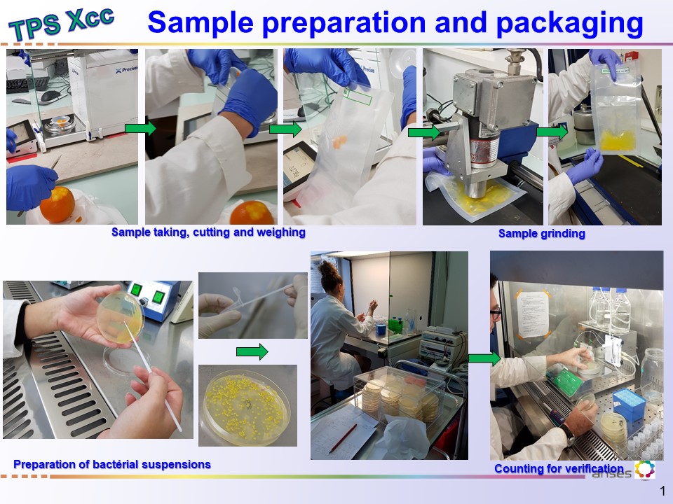 ValitestProject's tweet photo. Samples for the TPS on X. citri (#XANTCI) are sent today to 18 participants across 14 countries. The panels of samples comprise 24 samples for molecular tests (12 for serological ones) and 2 controls. The performance of 13 tests will be studied in this TPS organized by @Anses_fr https://t.co/KpcrhZuuU2