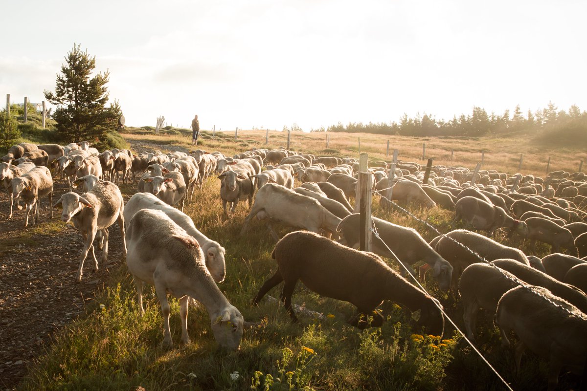 lozeretourisme's tweet photo. La #transhumance vient d'être inscrite au patrimoine culturel immatériel de l'#UNESCO🐮🐑
En #Lozère, 2 types : celle des vaches #Aubrac qui montent en estive sur le plateau du même nom 🐮🌾, et celle des brebis des #Cévennes qui se rendent sur le Mont-Lozère 🐑⛰
#lozeretourisme https://t.co/9EpVHUgHnf