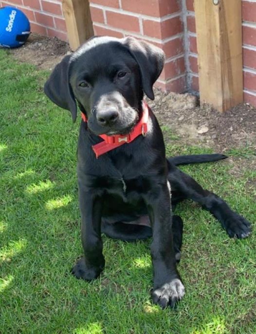 RDA Consulting Ltd would like to introduce you to our newest recruit, Flynn