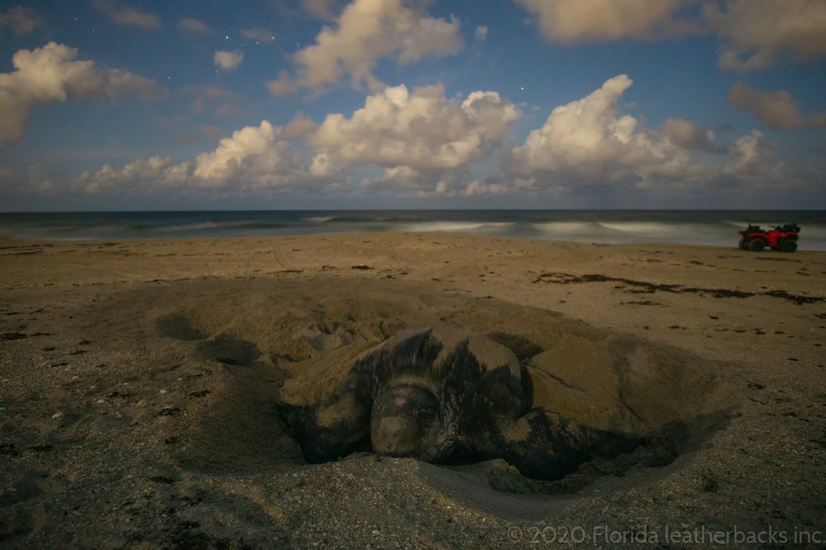 On #WorldOceanDay we are celebrating the #leatherback sea turtle!  Here in Florida our season is beginning to wind down, but our volunteers found 3 nesting leatherbacks last night. Since March, we have encountered leatherbacks more that 300 times! 
#SeaTurtleWeek