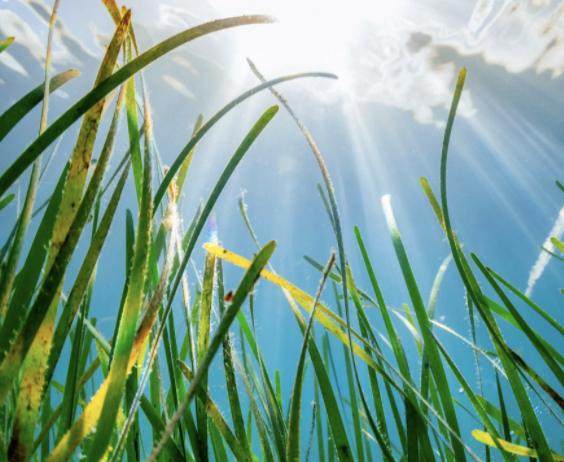 samdbarratt's tweet photo. .@UNEP report finds that seagrass store 18% of all the carbon that goes into the seas, yet we're losing 7% of our grasses every year. This "wonder under the water" is a mega-nature-based-solution to climate change we have to protect: https://t.co/zfkQ7ESggX #WorldOceansDay2020 https://t.co/UogXzoISFp