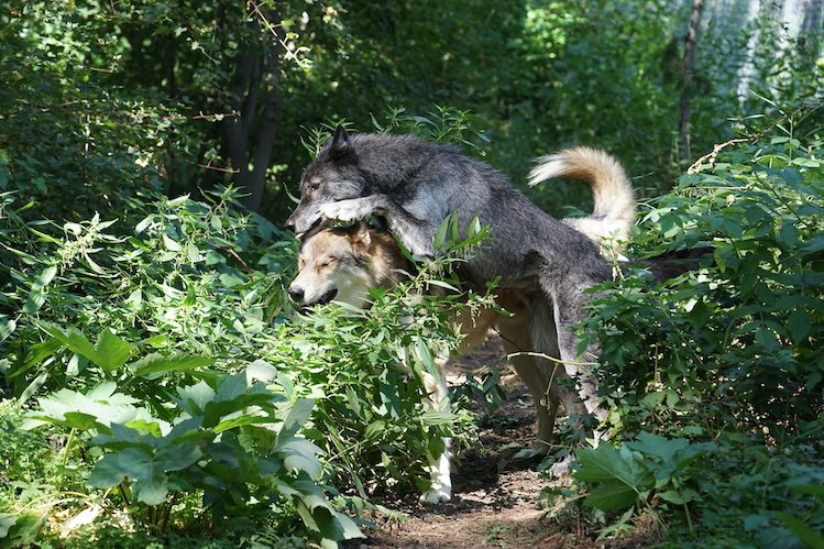WOLFSanctuaryCO's tweet photo. Ashima: “Spartacus! It’s ‘Best Friends Day’ today! We are best friends, aren’t we? You better say that we are, because you’re my best friend… Do you have another best friend? Well, do you? You do, don’t you? Who is it? Hey! Are you listening to me?” https://t.co/nA73uNmHPR