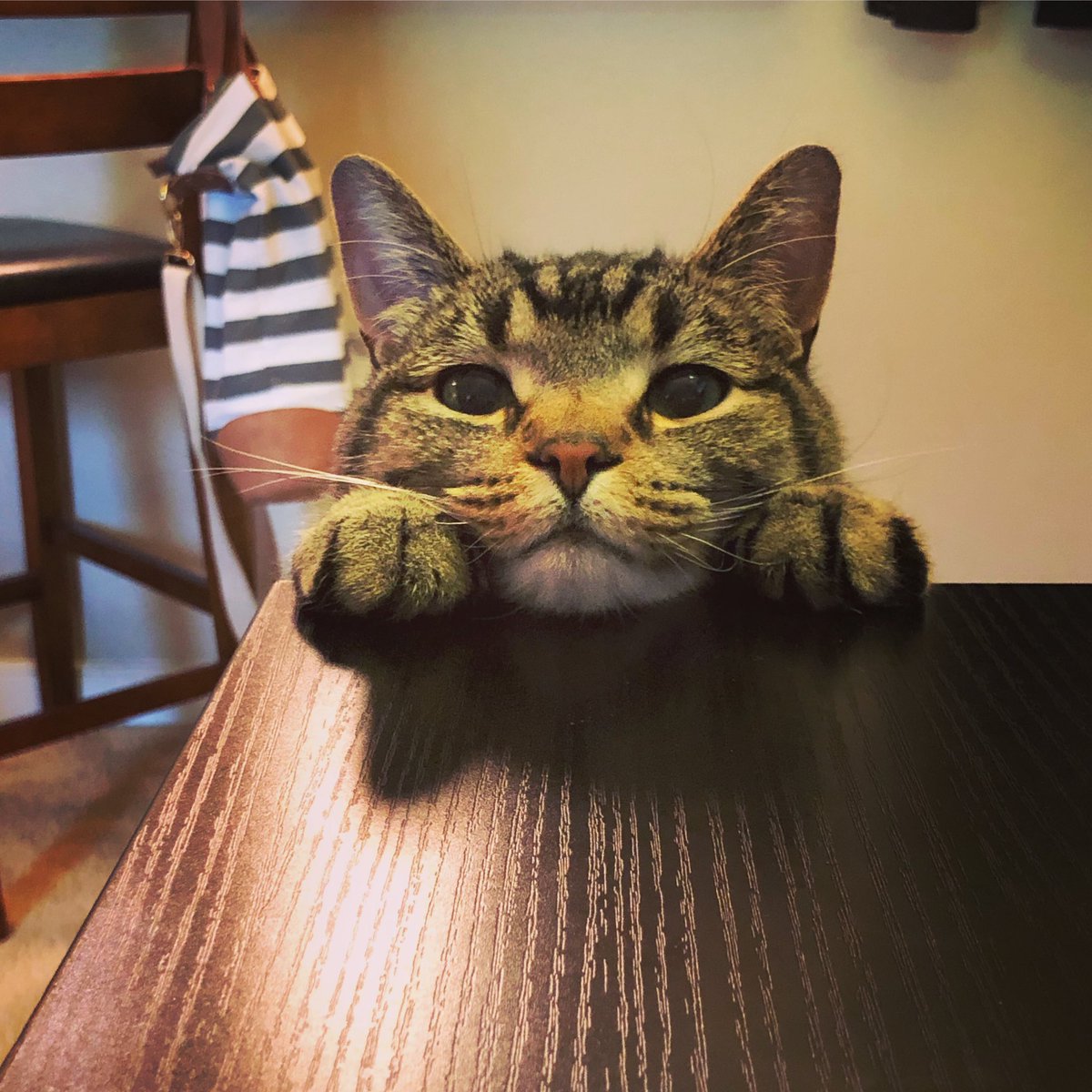 _We_Rate_Cats's tweet photo. This is Max. Himbs asking his hooman to please stop working and give him attention and/or treats. But mostly treats. 13/10 EXTRA TREATS FOR THIS SWEET BOI https://t.co/HN7N6fGd1K