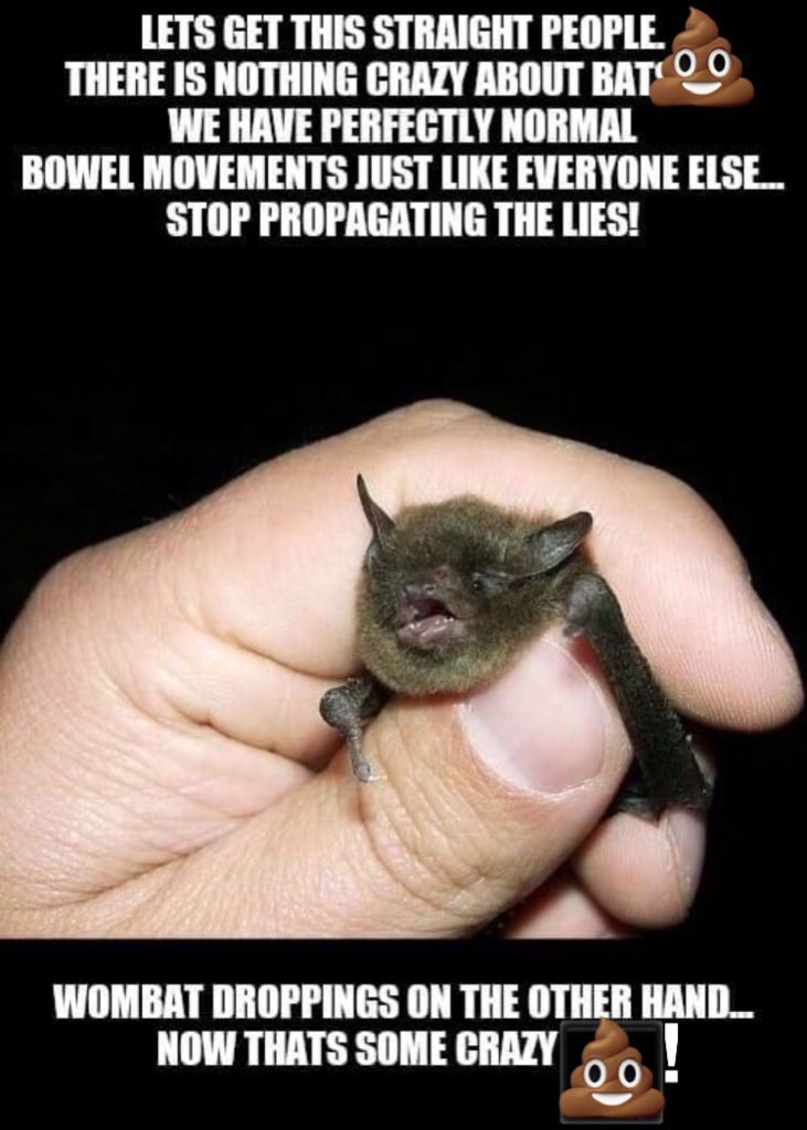 BatConservancy's tweet photo. And now, your Monday morning #wingflapper https://t.co/ZHlf9sVniY