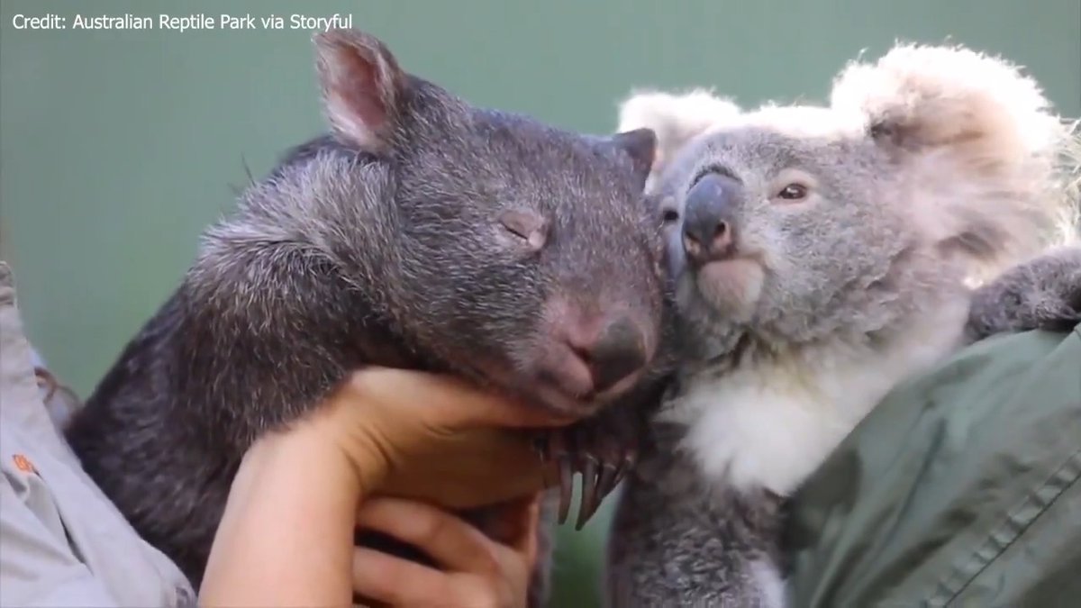 ABSOLUTELY ADORABLE! ? A koala bear and a wombat became besties when