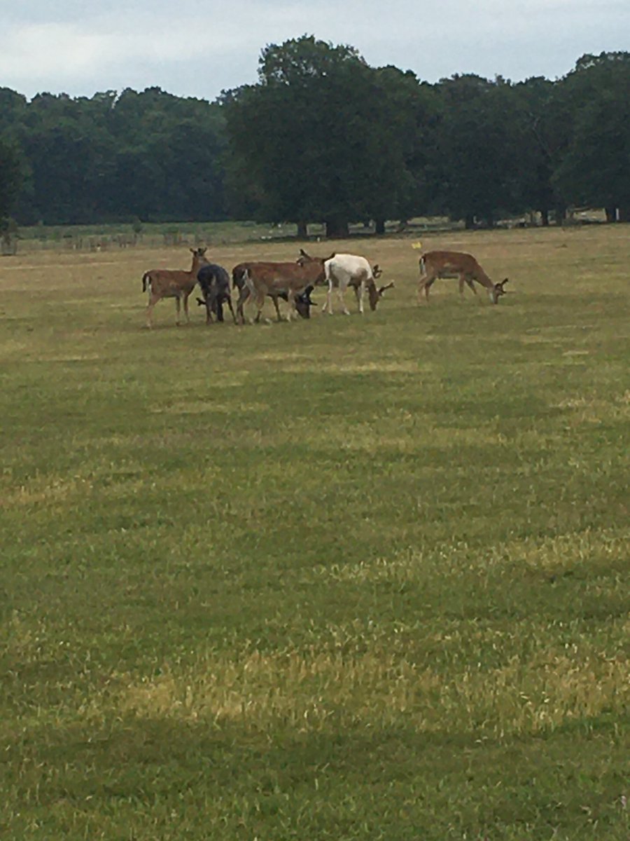 DDoubleVey's tweet photo. ⁦@BeltonHouseNT⁩ We managed to book a lunchtime slot today, 1st time my children &amp; I have been anywhere other than our daily walks since lockdown. Greeted by a lovely smiling volunteer, I got quite emotional driving thru the gates. Thank you so much to you all x https://t.co/wUXCrQGsLu