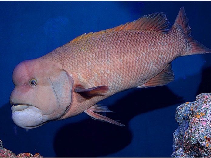 Eya 岸くん あなたが見たいのってコブダイなの コブダイ見るのに彼女と水族館行くの 笑 多分岸くんとならそのへん歩いてるだけできっと楽しいよ 私 コブダイのナポレオンフィッシュかと思ってた 3枚目がナポレオンフィッシュ T Co