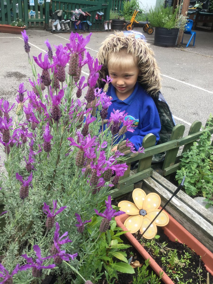 Children in Maple bubble have been exploring the natural world and making observations of our plants! Look at this beautiful French Lavender attracting lots of busy bees!