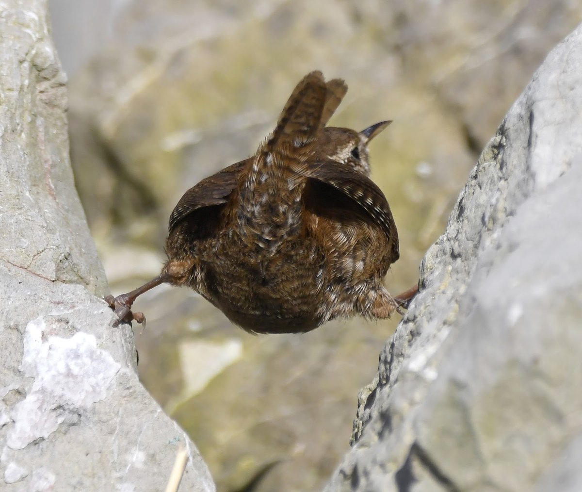 CarlBovisNature's tweet photo. Jenny Wren, between a rock &amp; a hard place..😁
     You can come to my Twitter for an escape, it's here to brighten your timeline up with the beauty of birds, because birds make you feel good!
   Just look at this pic for evidence. 
I bet you're smiling!😊
#TwitterNatureCommunity https://t.co/hee6wzzaDW