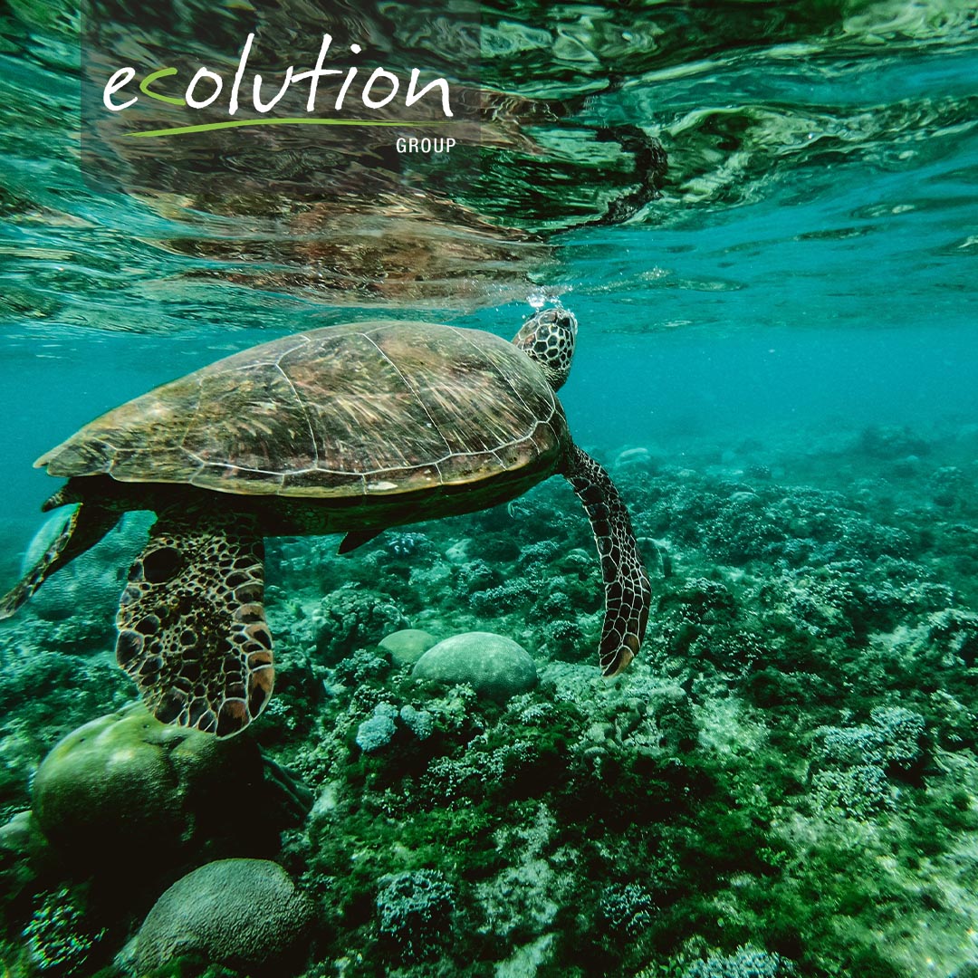 ecolutionGRP's tweet photo. A day to celebrate the magnificence of life in our oceans and our responsibility to protect it. This 2020 #WorldOceansDay theme is #innovation for a #sustainableocean. 
#JoinTheEcolution https://t.co/3OEsOkOy0o