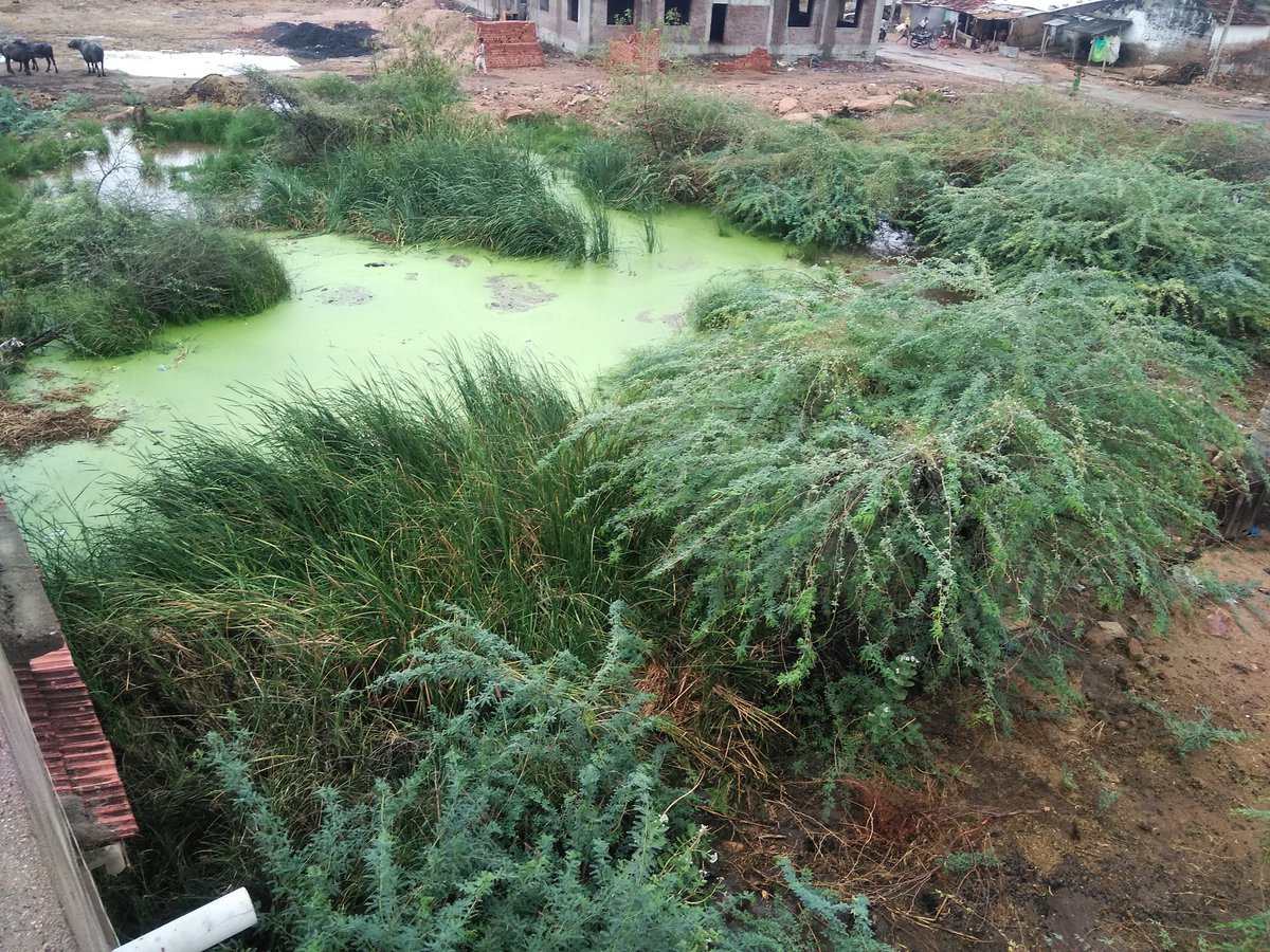 mg_rabari's tweet photo. By the photos this might look normal in monsoon, but here this situation is permanent from last 25+ years and anyone can notice by the height of grass surrounding the big creator. We are people of Katuda suffering from this just take a look @CollectorSRN @MunjaparaDr https://t.co/zB2sr3uDbF