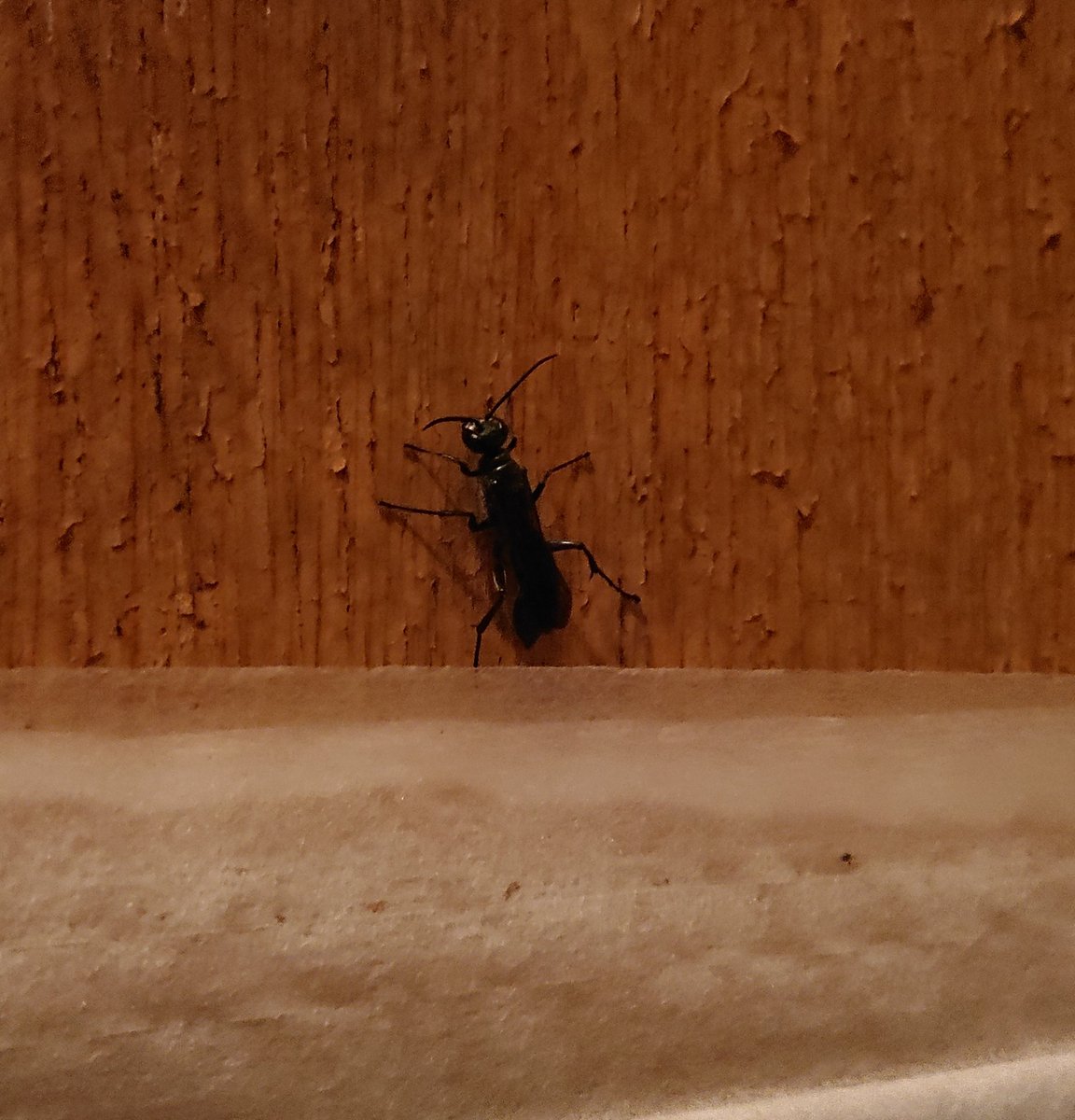 ট ইট র 風来のfureki 毎年 この時期になると一回はやるのよね 黒い蜂みたいなやつを部屋に連れ込んでしまった