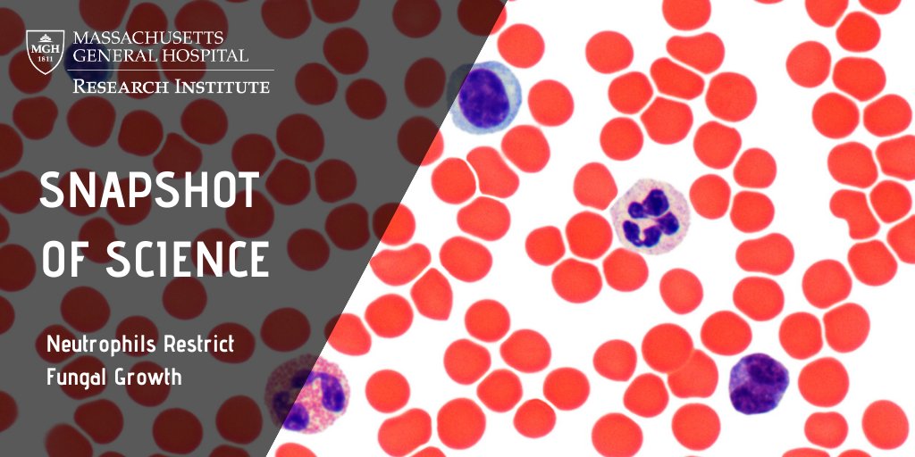 Mass General Brigham Research tweet media