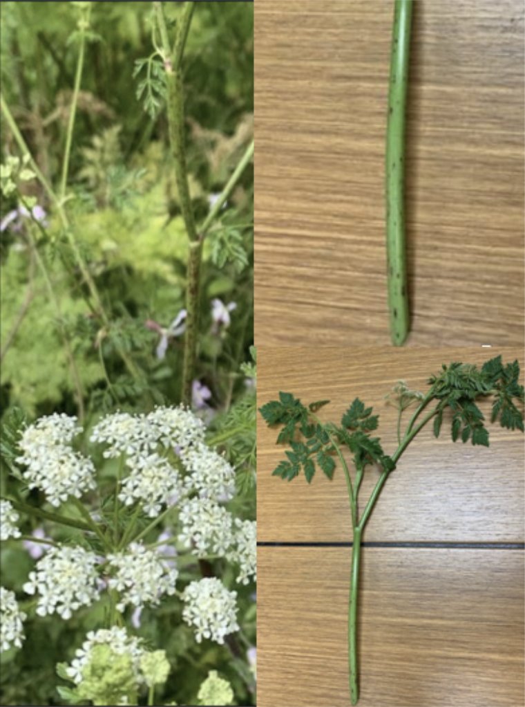 ALiEMteam's tweet photo. Do you know the ins and outs of Hemlock poisoning? Check out this post where Drs @oxygenkills, @k_canseco14 and Garcia from @acmtmedtox give you a step by step approach! 

https://t.co/0D8Jgdxmpb https://t.co/05bjdtKYyJ