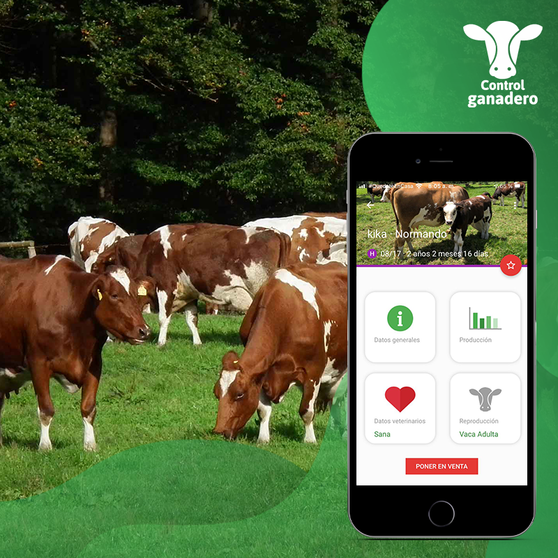 ControlGanadero's tweet photo. ¿Cómo saber el estado de salud de mis vacas a distancia?⁣
⁣
Fácil, tan solo abre Control Ganadero en tu celular.⁣
⁣
Escríbenos por Whatsapp al +57 310 260 4652  para conocer todos los detalles.⁣

https://t.co/UoV9Go1DmO
⁣
#SoyGanaderoTecnificado https://t.co/q6ANU3QgQ0