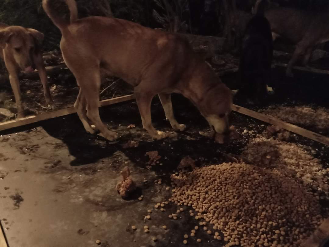 🐶LOVE STRAY DOG🐶 tweet media