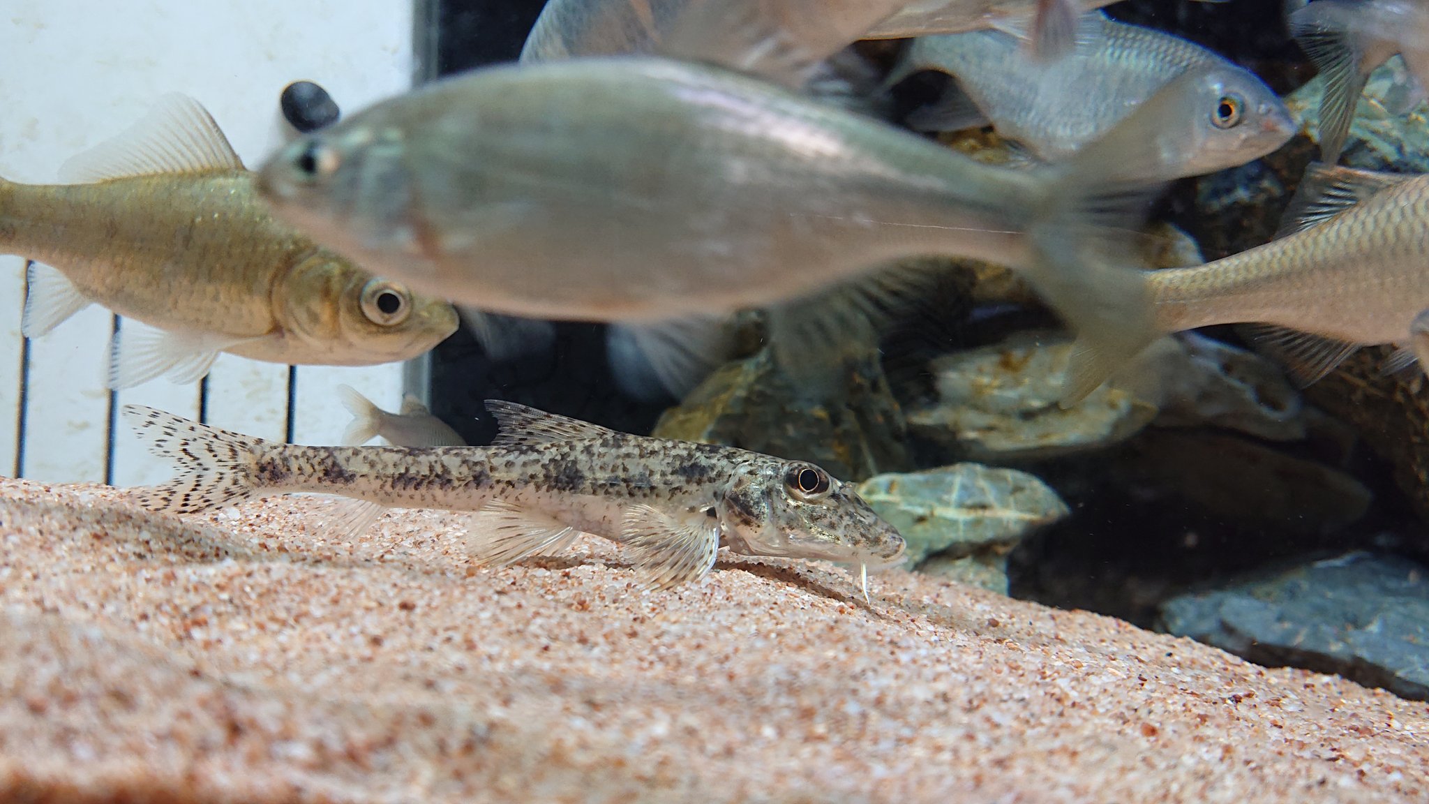 キー 餌食べるのにすぐ痩せる とかなりの方が困るカマツカですが うちのカマツカは太る餌ばかりやってパンパンです まあ全ての魚がパンパンですが 笑 カマツカ飼育 淡水魚飼育 T Co 6fugczkwum Twitter