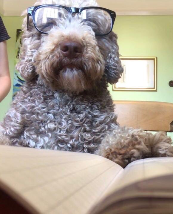 MaggieSWDog's tweet photo. Hey @BefsOffice, I’m ready to do some home learning but you haven’t sent my @Seesaw code yet! 🐶 https://t.co/pQxnBx2lcx