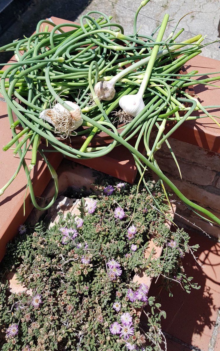 PScauri's tweet image. Oggi ci siamo dedicati a ricetta contadina, talli/germogli d'aglio dell'orto sott'olio!😎