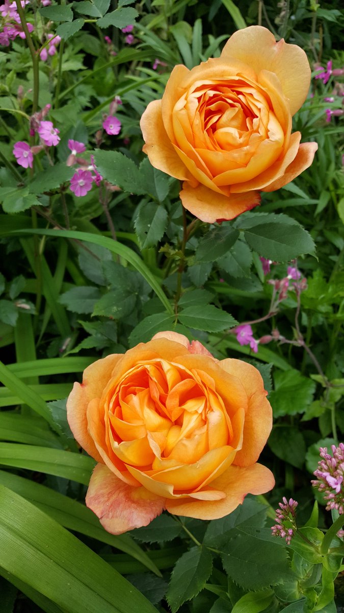 NorthantsNGS's tweet photo. 'Briarwood', 4 Poplars Farm Road, Barton Seagrave, Kettering, NN15 5AF will be opening their garden for @NorthantsNGS @nationalgardenscheme on Sunday 14th June. Tickets are available. To allow for social distancing all visitors must pre-purchase tickets https://t.co/UdL4yb3JML https://t.co/B7GuRWPZny