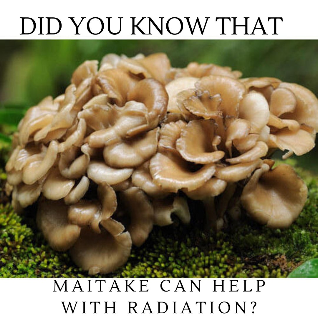nourishingthyme's tweet photo. This year the latest cellular technology has been rolled out the infamous 5G. These waves effect our immunity and many other aspects of our biology. How can you help protect yourself against radiation? Maitake has been proven to help with some of the side effects of radiation. https://t.co/1phPDEbRSL